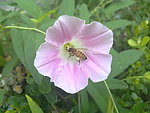 勤劳的蜜蜂