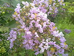 紫薇花