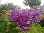 紫薇花