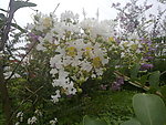 紫薇花
