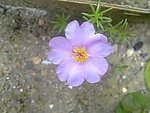 小花