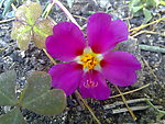 小红花