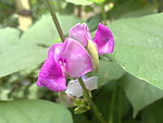 芸豆花