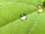 水珠