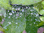 水珠蜘蛛网