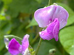 芸豆花