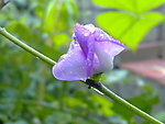 芸豆花