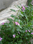 花草