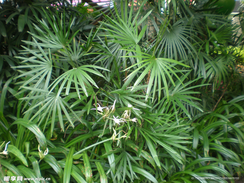 花草