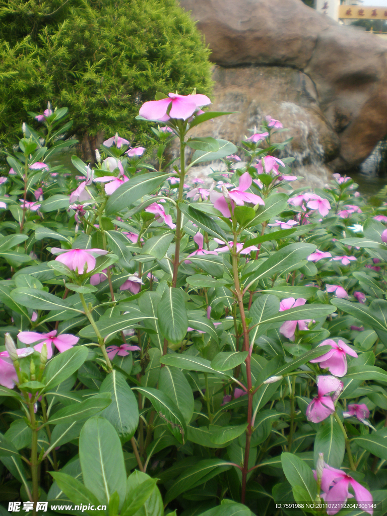 花草