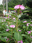 花草
