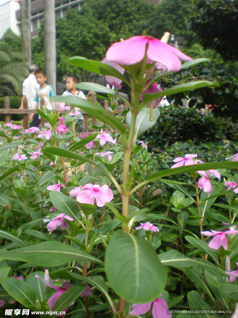 花草