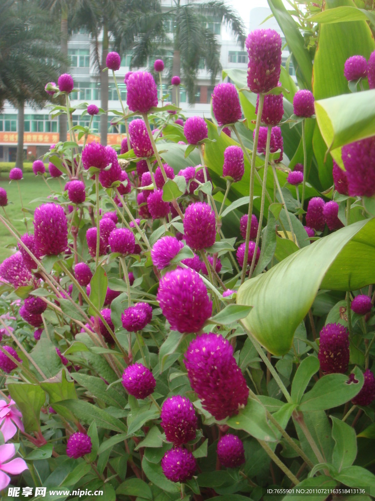 紫色的花