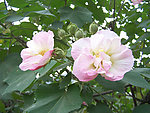 芙蓉