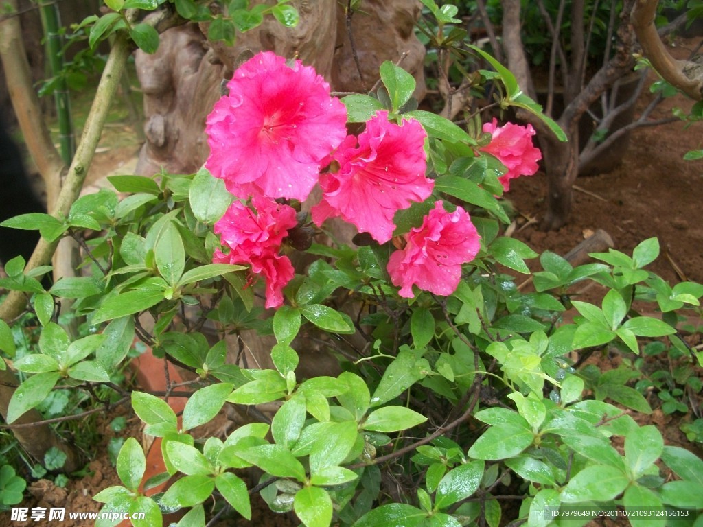 杜鹃花