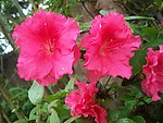 杜鹃花