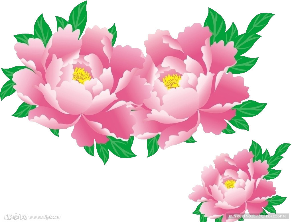 花牡丹