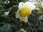 茶花