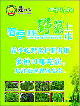 野菜海报