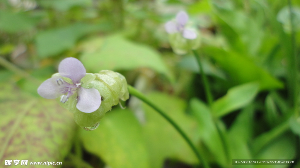 狮子草花