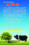 黑猪肉海报