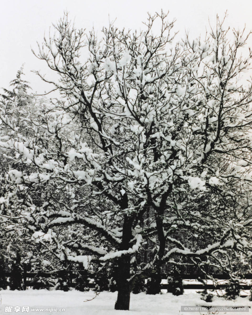 雪景
