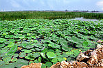 潘安湖湿地