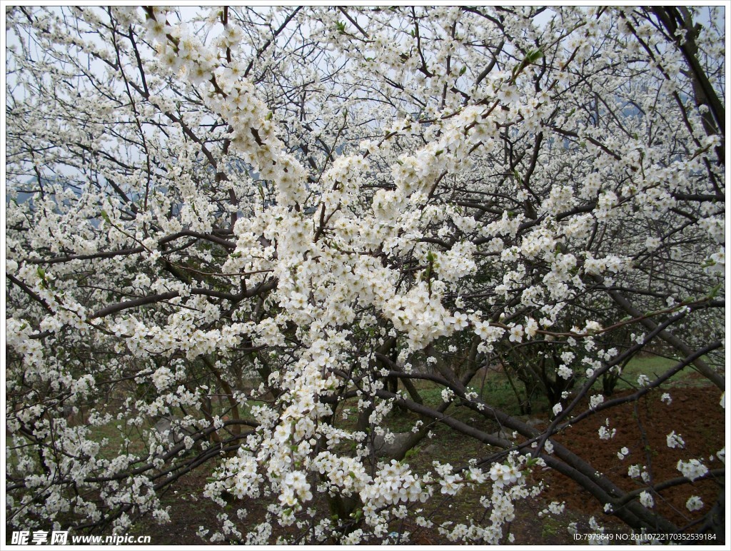 李子花开