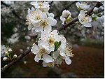 李子花开