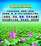 荷花 海报
