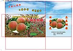 桃 水蜜桃 桃盒 水蜜桃盒
