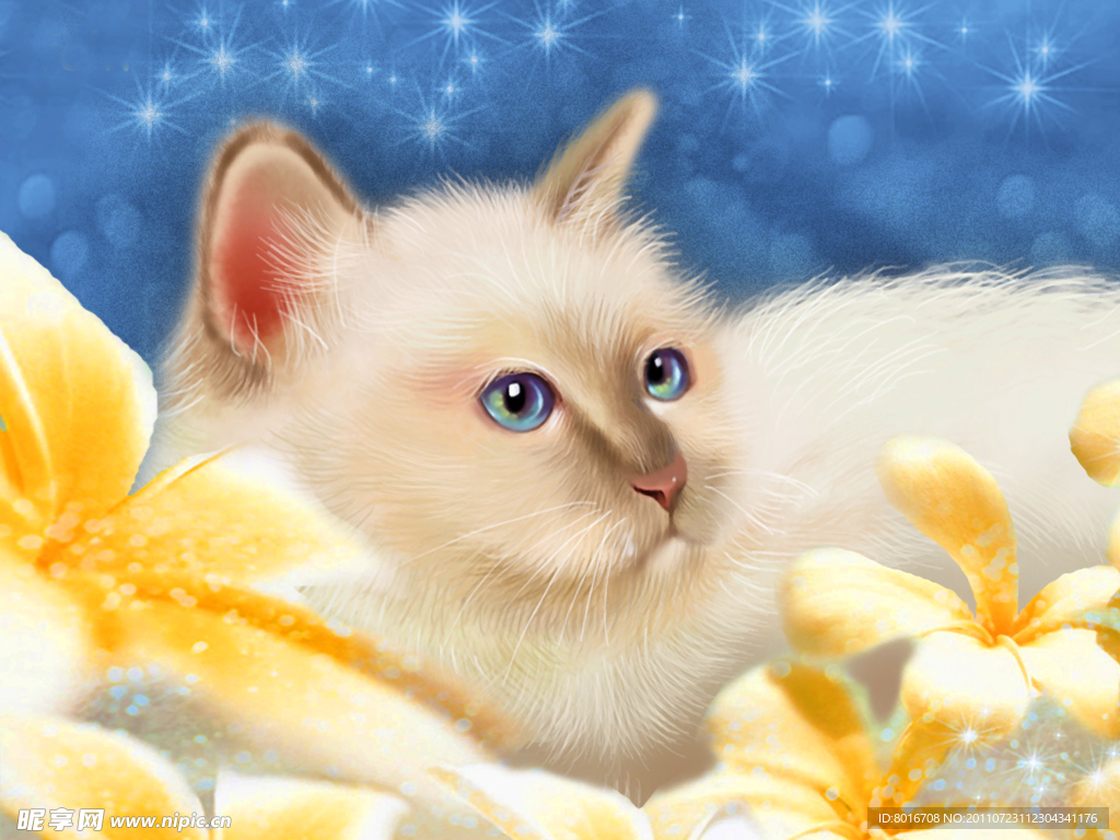 猫咪