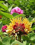 牡丹 花蕊