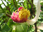 牡丹 花蕊
