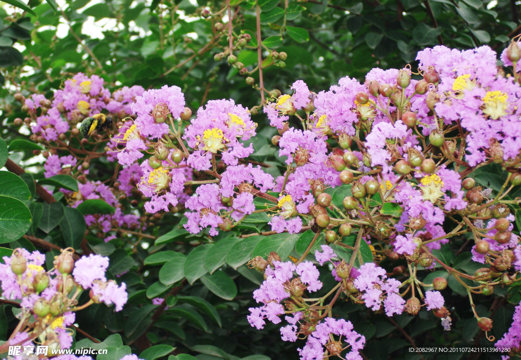 蜜蜂和花