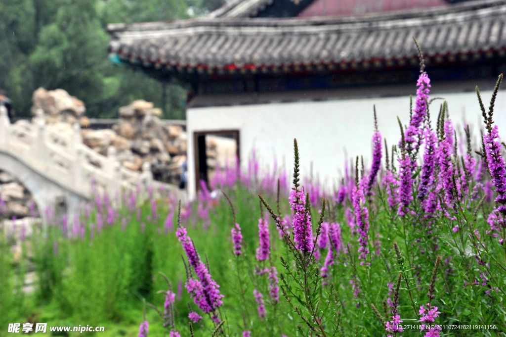 楼阁紫花