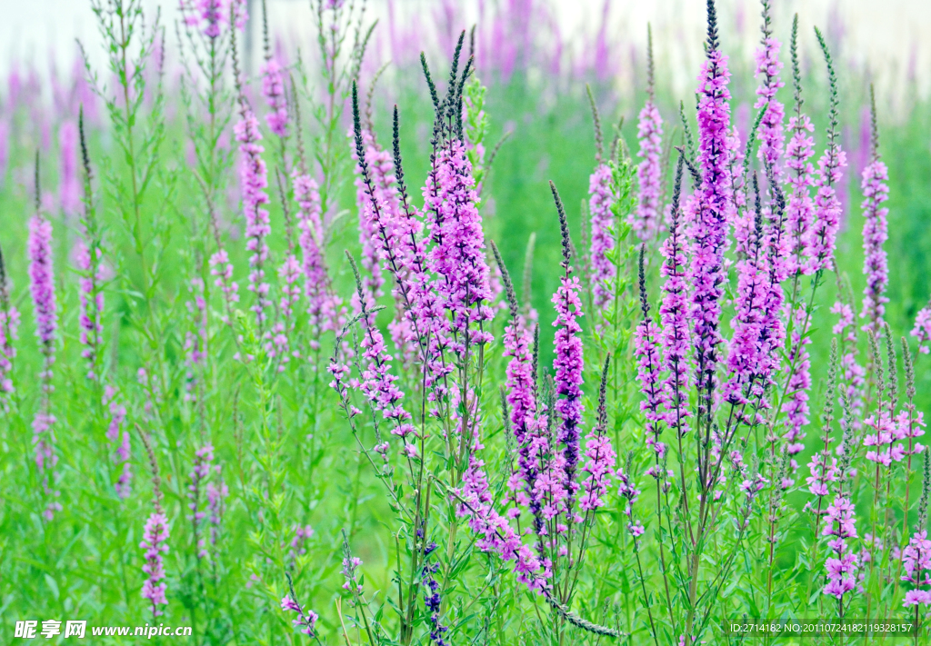 紫花