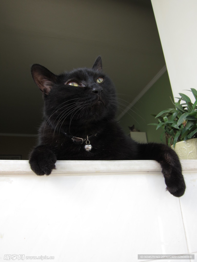 黑猫