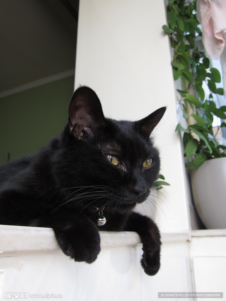 黑猫