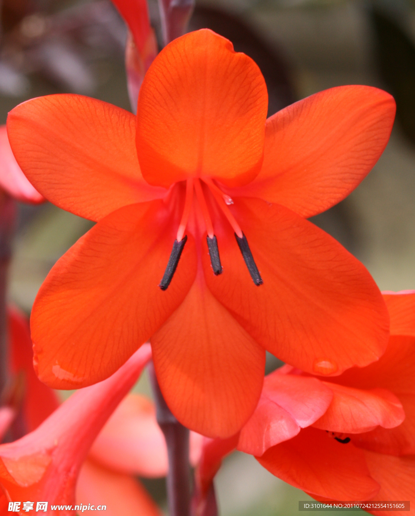 沃森花