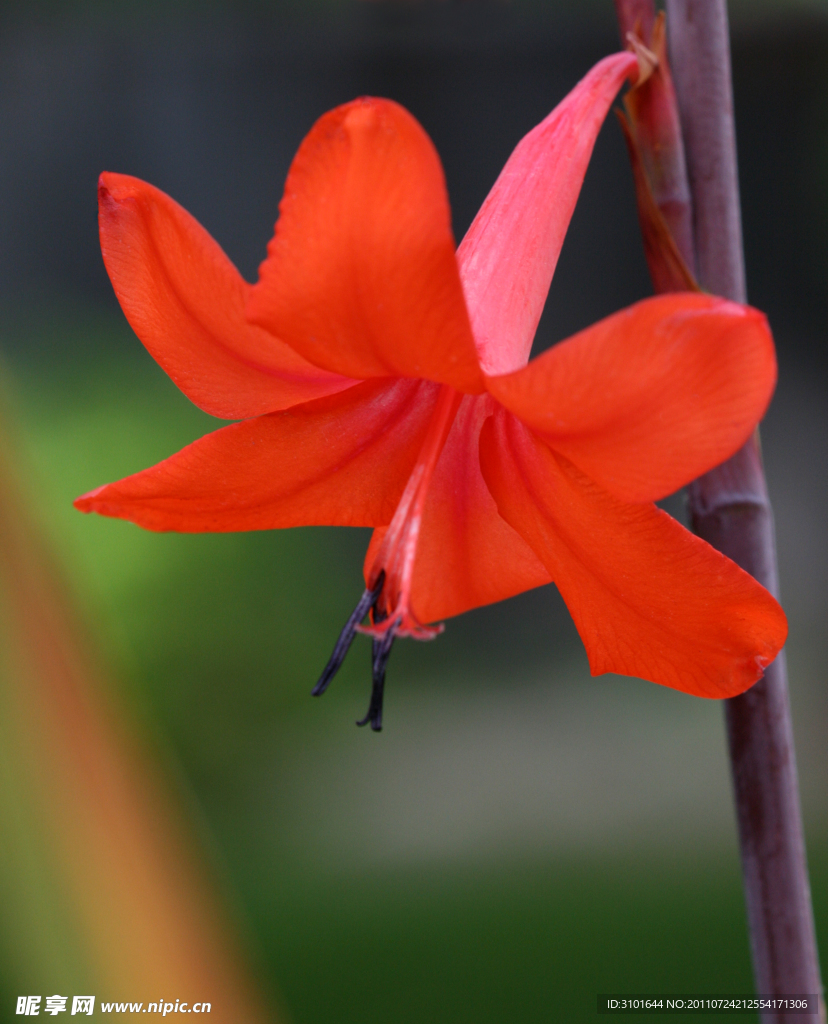沃森花