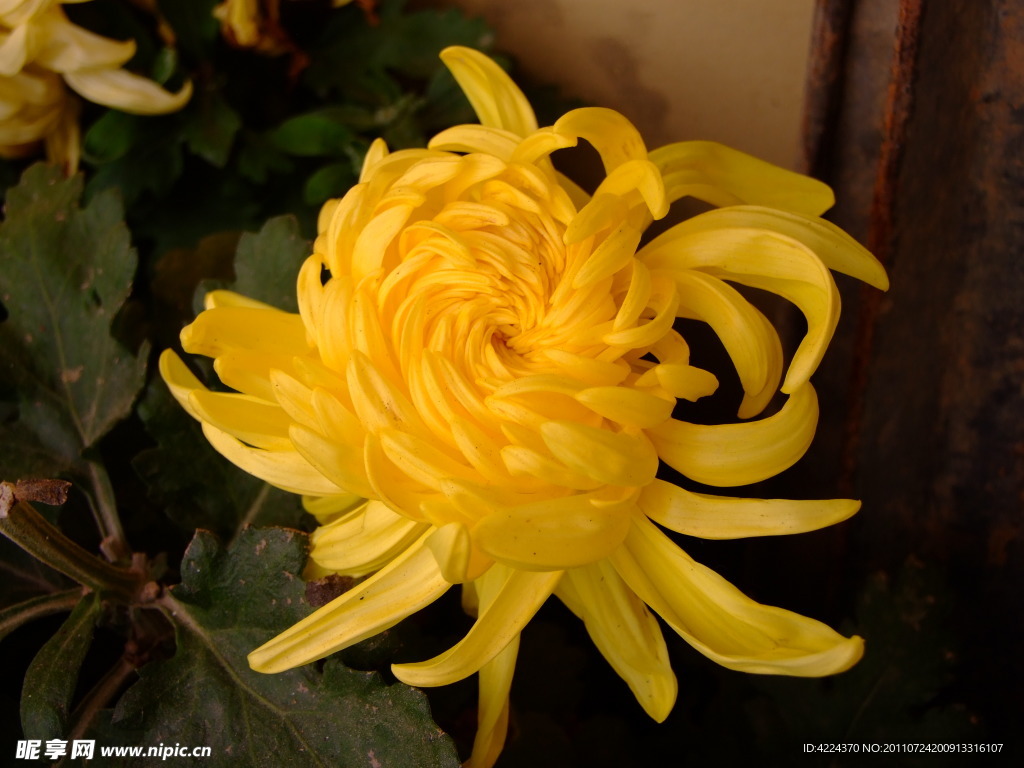 菊花