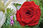 玫瑰花