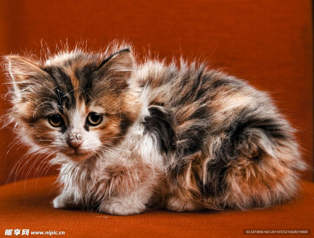 小猫