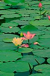 荷花与绿叶