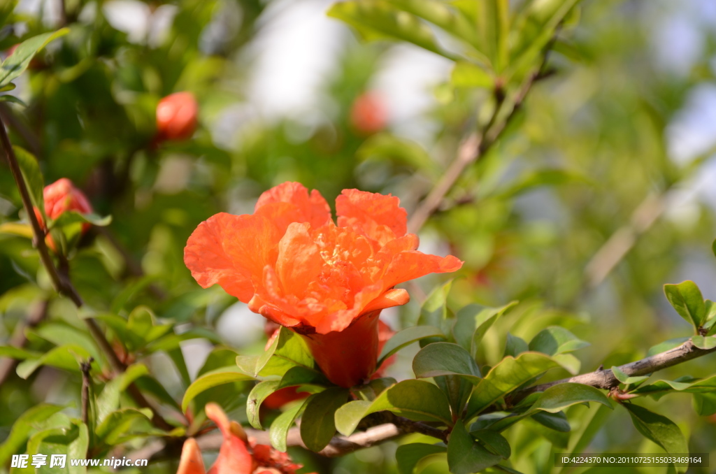 石榴花