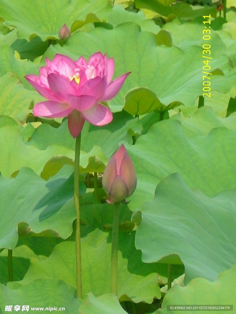 荷花