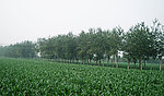 田野
