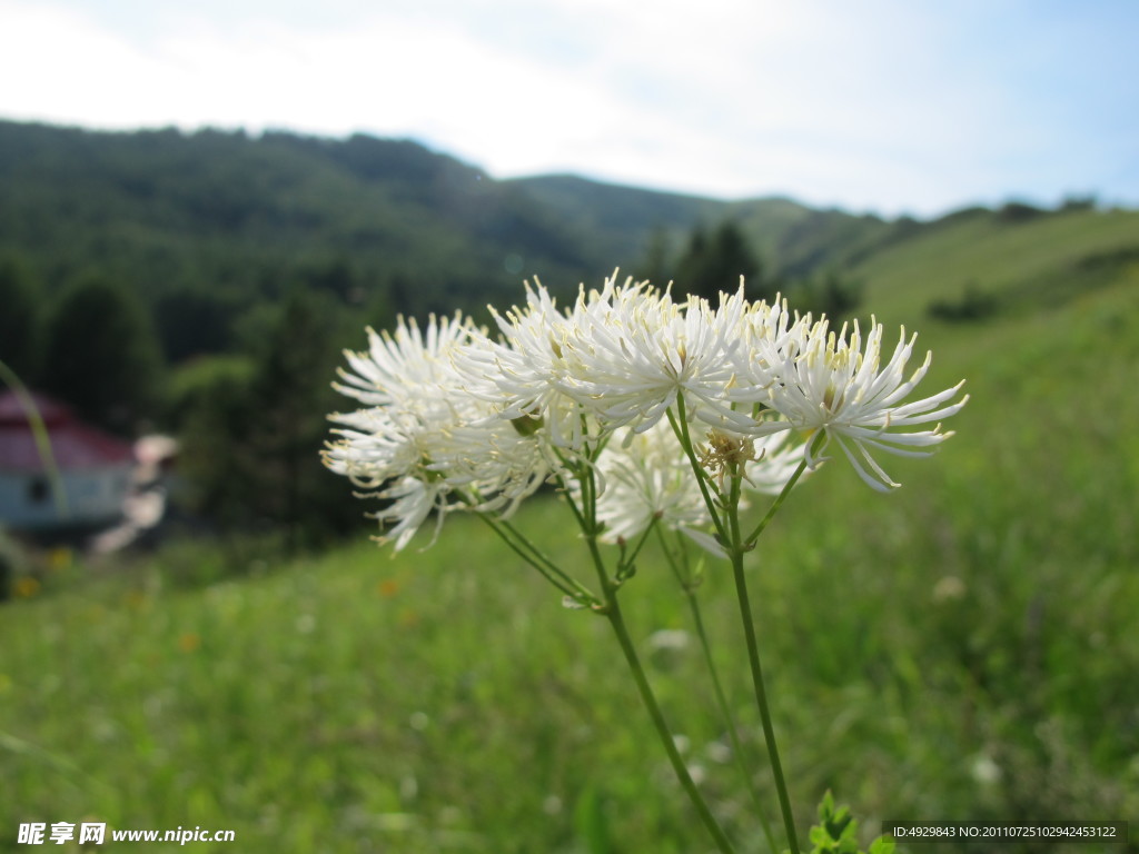 野花