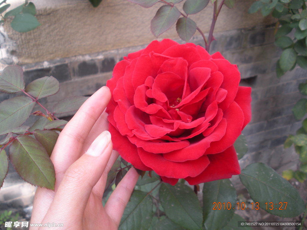 赏花